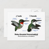 Statistieken van ronddraaiende Hummingbird Briefkaart (Voorkant / Achterkant)