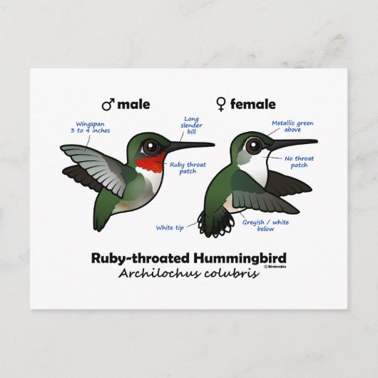 Statistieken van ronddraaiende Hummingbird Briefkaart (Voorkant)