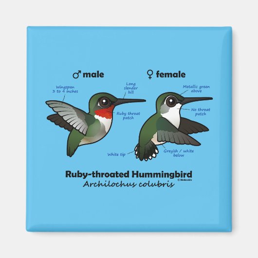 Statistieken van ronddraaiende Hummingbird Magneet (Voorkant)