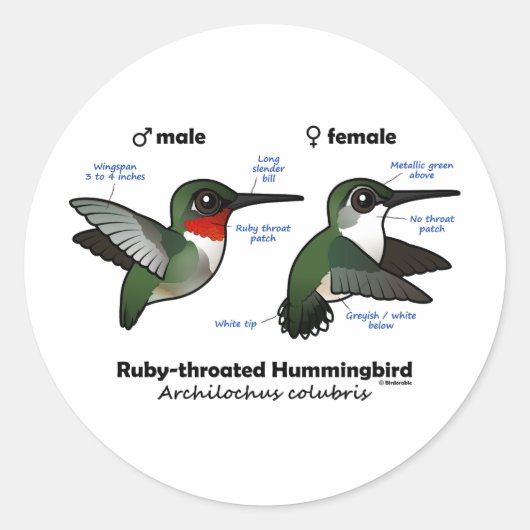 Statistieken van ronddraaiende Hummingbird Ronde Sticker (Voorkant)