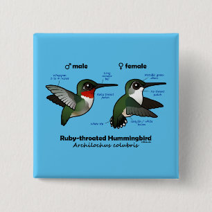 Statistieken van ronddraaiende Hummingbird Vierkante Button 5,1 Cm