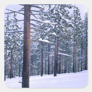 STATS PARK MEER TAHOE, NEVADA. VS. Verse sneeuw Vierkante Sticker