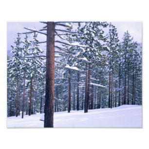 STATS PARK TAHOE, NEVADA. VS. Verse sneeuw Foto Afdruk