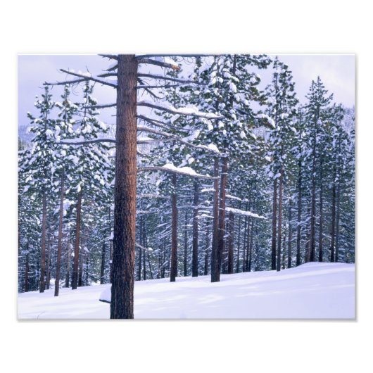 STATS PARK TAHOE, NEVADA. VS. Verse sneeuw Foto Afdruk (Voorkant)