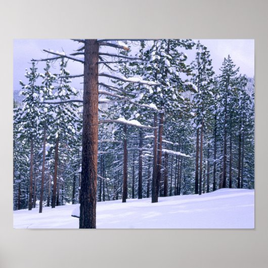 STATS PARK TAHOE, NEVADA. VS. Verse sneeuw Poster (Voorkant)