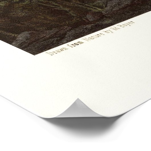 Staunton, VA Panoramic Map - 1857 Poster (Hoek)