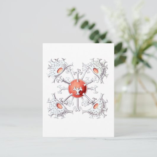 Staurastrum Briefkaart (Staand voorkant)