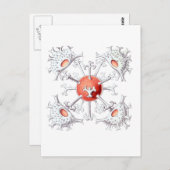 Staurastrum Briefkaart (Voorkant / Achterkant)