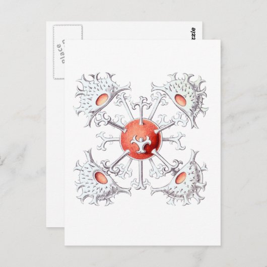 Staurastrum Briefkaart (Voorkant / Achterkant)