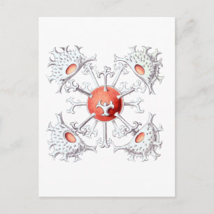 Staurastrum Briefkaart