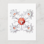 Staurastrum Briefkaart (Voorkant)