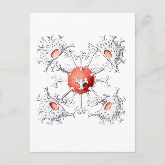 Staurastrum Briefkaart (Voorkant)