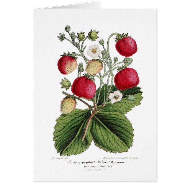 Stawberry (Voorkant)