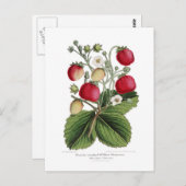 Stawberry Briefkaart (Voorkant / Achterkant)