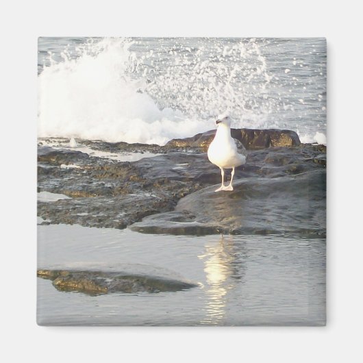 Steady-standmagneet Magneet (Voorkant)