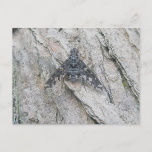 Stealth-Wing Fly Briefkaart