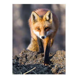 Stealthy Fox Foto Afdruk