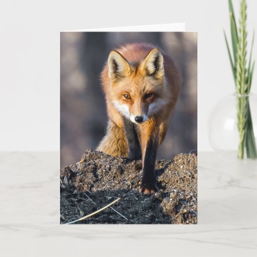 Stealthy Fox Kaart (Voorkant)