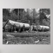 Steam Logging in de Cascades van Washington Stat Poster (Voorkant)