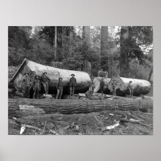 Steam Logging in de Cascades van Washington Stat Poster (Voorkant)