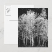 Steamboot, Routt County, Colorado Briefkaart (Voorkant / Achterkant)