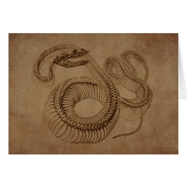 Steampunk Snake Skelet (Voorkant Horizontaal)