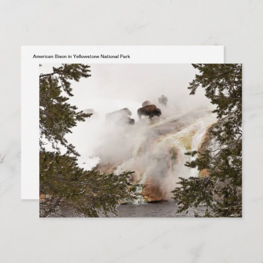 Steamy Bison Briefkaart (Voorkant / Achterkant)