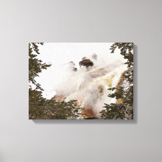 Steamy Bison Canvas Afdruk (Voorkant)