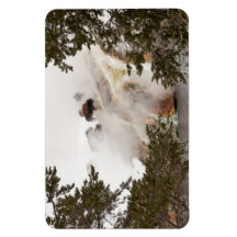 Steamy Bison in Yellowstone National Park