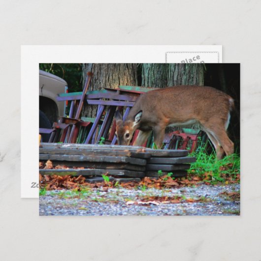 Stedelijke integratie briefkaart (Voorkant / Achterkant)