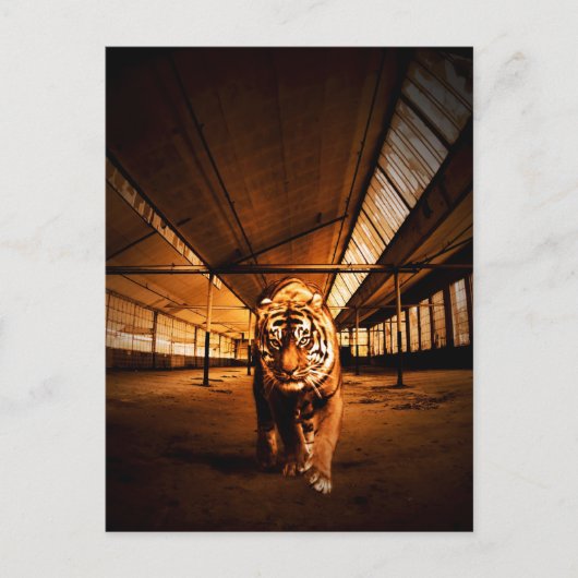 Stedelijke tijger briefkaart (Voorkant)