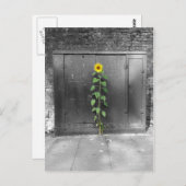 Stedelijke Zonnebloem Briefkaart (Voorkant / Achterkant)