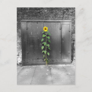 Stedelijke Zonnebloem Briefkaart