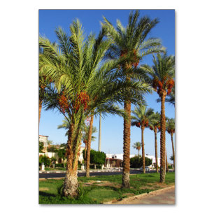 Steeg van de dadelpalmen in de stad Sharm El Sheik Kaart