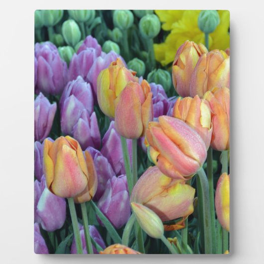 Steek van kleurrijke tulpen fotoplaat (Voorkant)