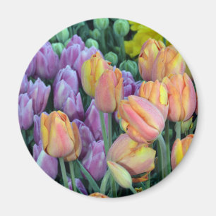 Steek van kleurrijke tulpen magneet