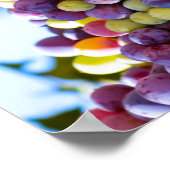 Steekbundels van druiven poster (Hoek)