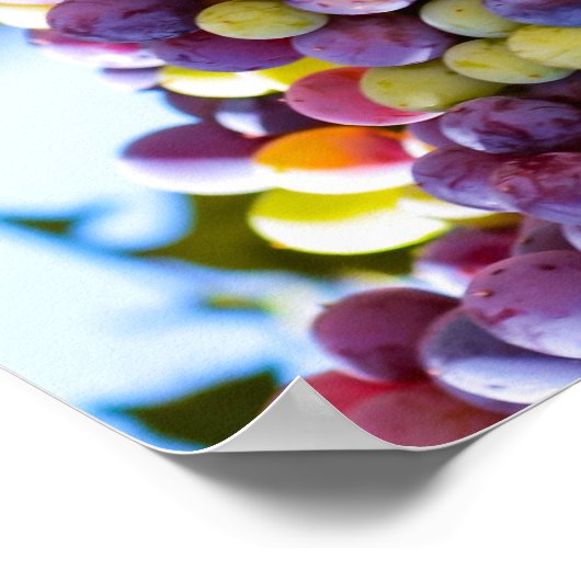 Steekbundels van druiven poster (Hoek)