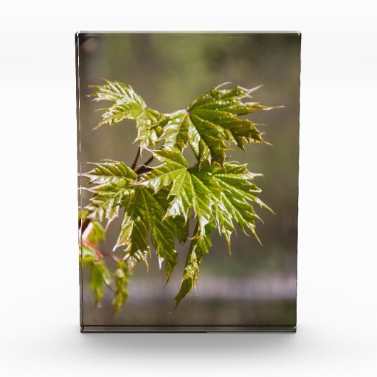 Steekgroene appelvertakking met kleine bladeren fotoblokken (Voorkant)