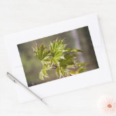 Steekgroene appelvertakking met kleine bladeren rechthoekige sticker (Envelop)