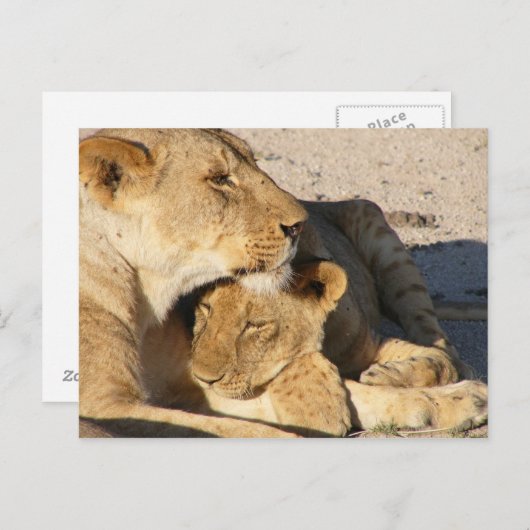 Steekproef van leeuwen en manden briefkaart (Voorkant / Achterkant)