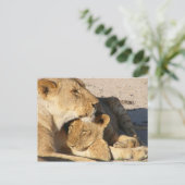 Steekproef van leeuwen en manden briefkaart (Staand voorkant)