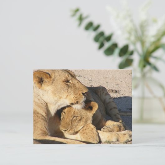 Steekproef van leeuwen en manden briefkaart (Staand voorkant)