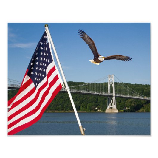 Steelaar (Amerikaanse trots) Foto Afdruk (Voorkant)