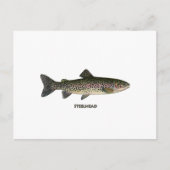 Steelhead (Grote Meren) Briefkaart (Voorkant)