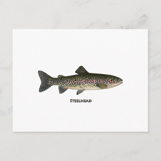 Steelhead (Grote Meren) Briefkaart (Voorkant)