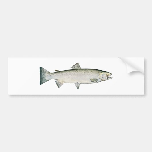 Steelhead Rainbow Trout Bumpersticker (Voorkant)