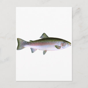 Steelhead Rainbow Trout Vist Logo Briefkaart