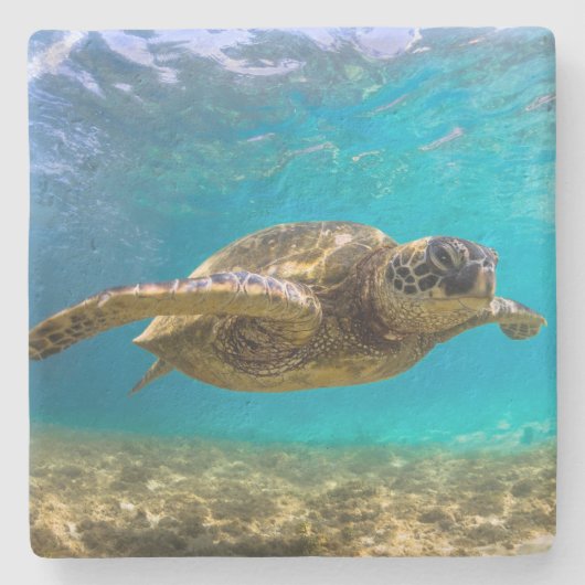 Steen Onderzetter-schildpad Stenen Onderzetter (Voorkant)