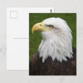 Steenarend Briefkaart (Voorkant / Achterkant)